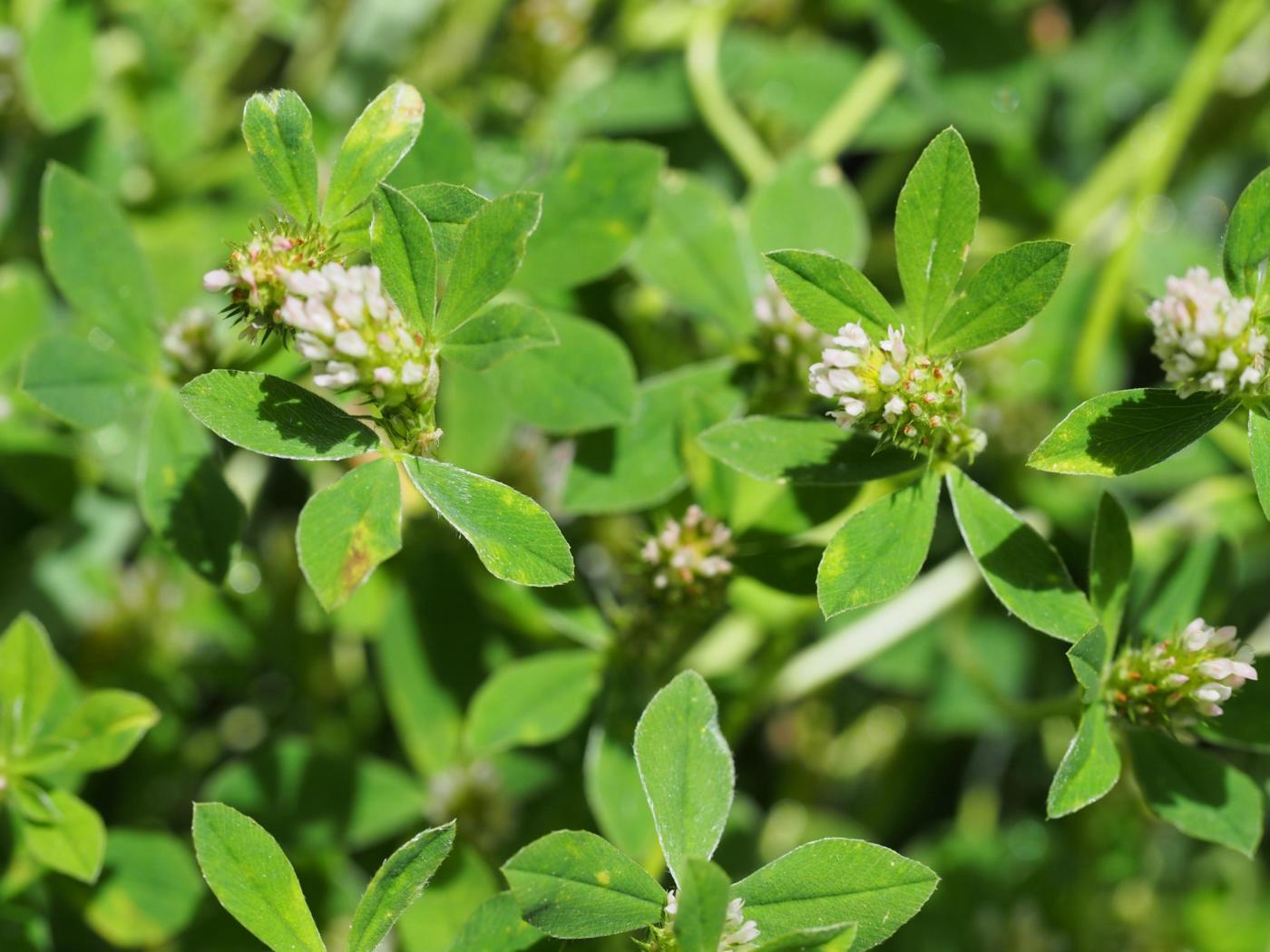 Trefoil, Soft plant